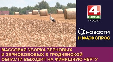 <b>Новости Гродно. 13.08.2024</b>. Массовая уборка зерновых и зернобобовых в Гродненской области выходит на финишную черту