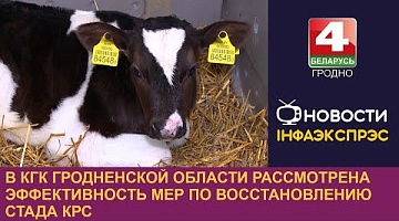 <b>Новости Гродно. 21.11.2024</b>. В КГК Гродненской области рассмотрена эффективность мер по восстановлению стада КРС