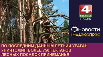 <b>Новости Гродно. 20.08.2024</b>. По последним данным летний ураган уничтожил более 750 гектаров лесных посадок Принеманья