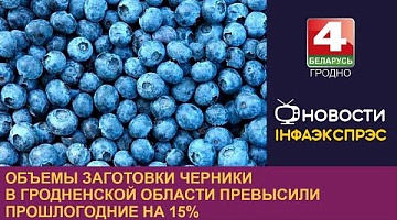 <b>Новости Гродно. 29.07.2024</b>. Объемы заготовки черники в Гродненской области превысили прошлогодние на 15%