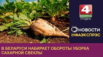 <b>Новости Гродно. 15.09.2022</b>. В Беларуси набирает обороты уборка сахарной свеклы