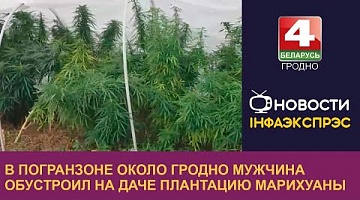 <b>Новости Гродно. 10.08.2022</b>. В погранзоне около Гродно мужчина обустроил на даче плантацию марихуаны