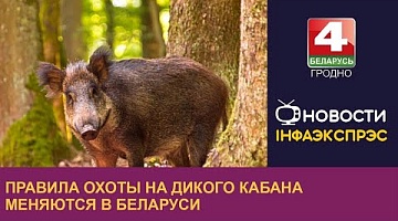 <b>Новости Гродно. 05.10.2022</b>. Правила охоты на дикого кабана меняются в Беларуси