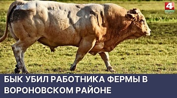 <b>Новости Гродно. 18.05.2022</b>. Бык убил работника фермы в Вороновском районе