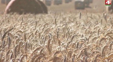 <b>Новости Гродно. 18.08.2020</b>. Уборка зерновых в Гродненском районе почти завершена