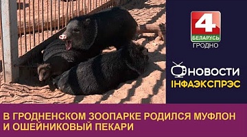 <b>Новости Гродно. 02.05.2024</b>. В Гродненском зоопарке родился муфлон и ошейниковый пекари