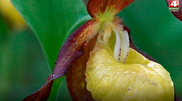 В объективе натуралиста. Орхидеи. 10.06.2020